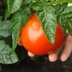 A hand gently holds a ripe red tomato still attached to green leaves on the vine.