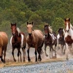 Wild Ponies
