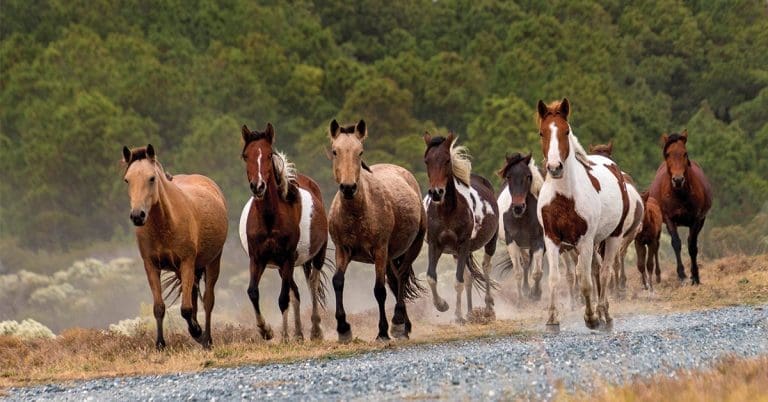 Wild Ponies