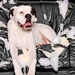 Animal Behavior