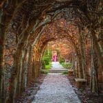 A gravel path runs beneath an arched tunnel of bare, pruned trees toward a figure in a pink coat.