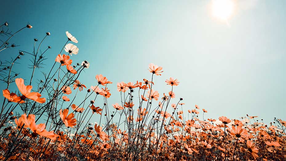 Patient First Spring Allergies