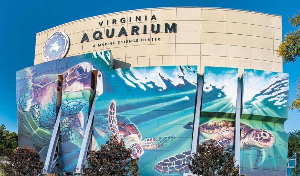 Virginia Aquarium and Marine Science Center Turtle Mural