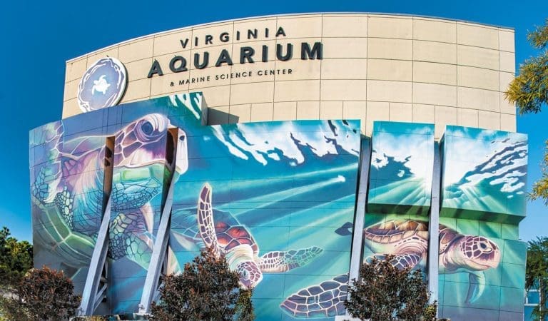 Virginia Aquarium and Marine Science Center Turtle Mural