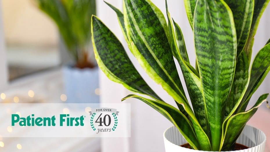 Patient First Air Purifying Plants