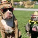 pups and pints