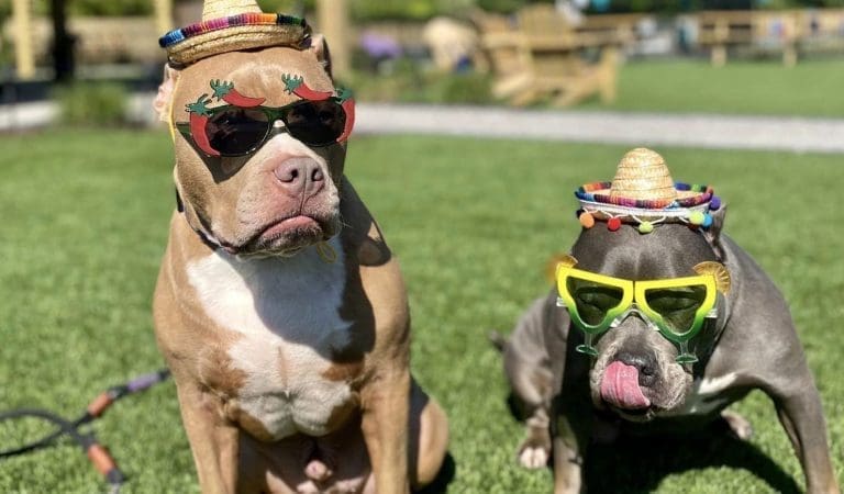 pups and pints