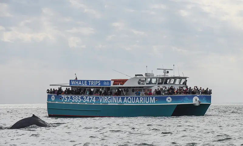 Catch a glimpse of dolphins, humpback, fin and minke whales and more.