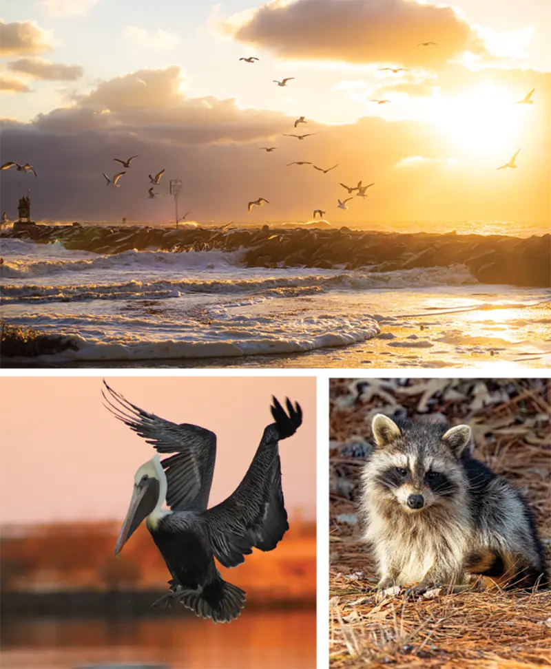 local wildlife