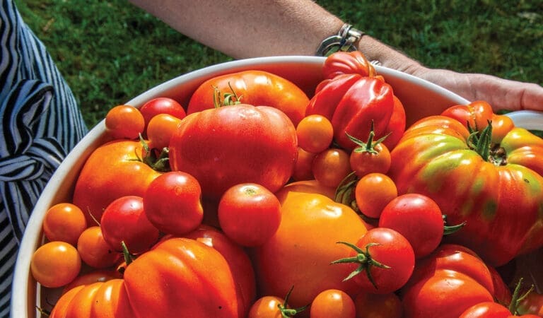 basket of garden grown tomatoes