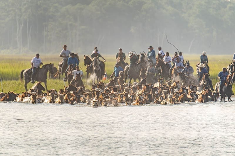 The 100th Annual Chincoteague Pony Swim in Chincoteague, Virginia, on the Eastern Shore. Shown here, the ponies swimming from Assateague Island to Chincoteague Island. Photos by Ashlee Glen 