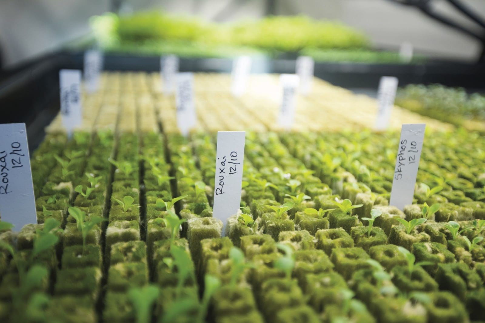 hydroponics at Boar's Head Resort