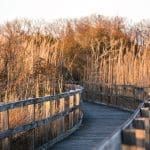 A winding wooden boardwalk with railings cuts through tall golden marsh grasses under a pale evening sky.