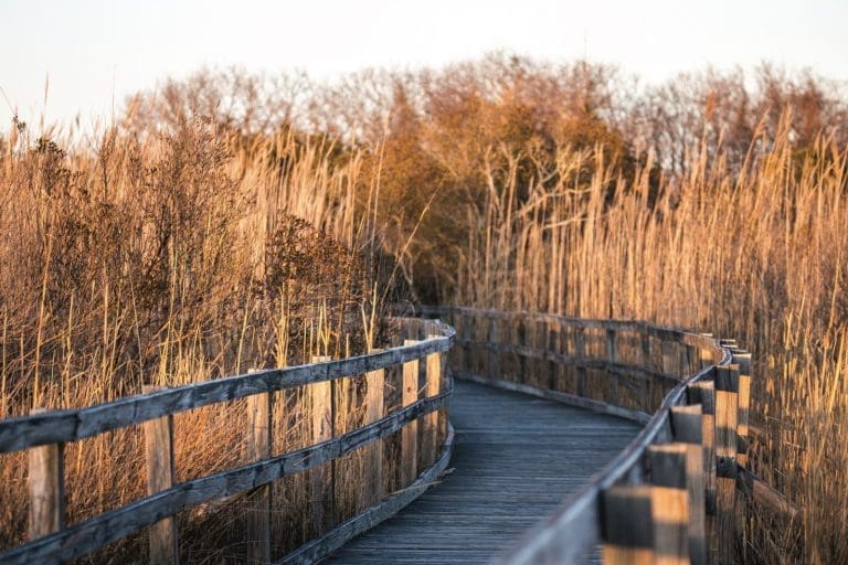 A winding wooden boardwalk with railings cuts through tall golden marsh grasses under a pale evening sky.