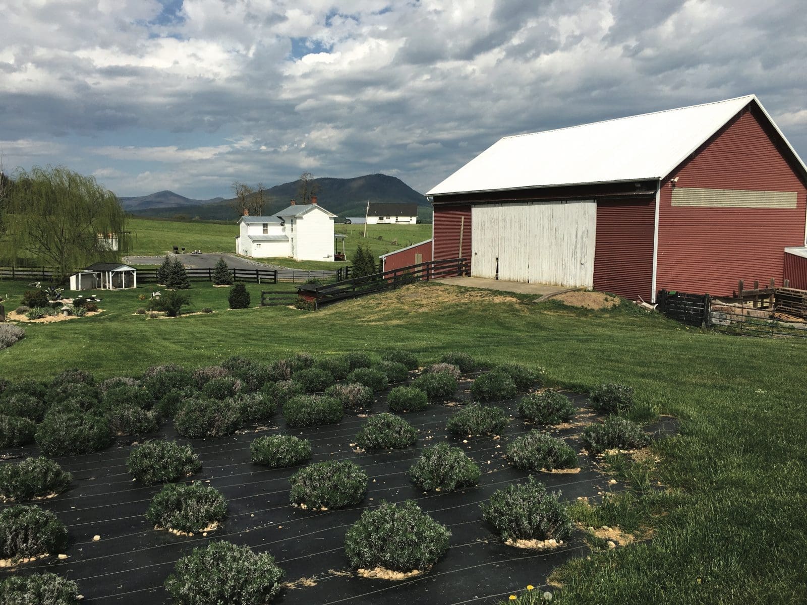 Harrisonburg, Shenandoah Valley, perfect fall getaway