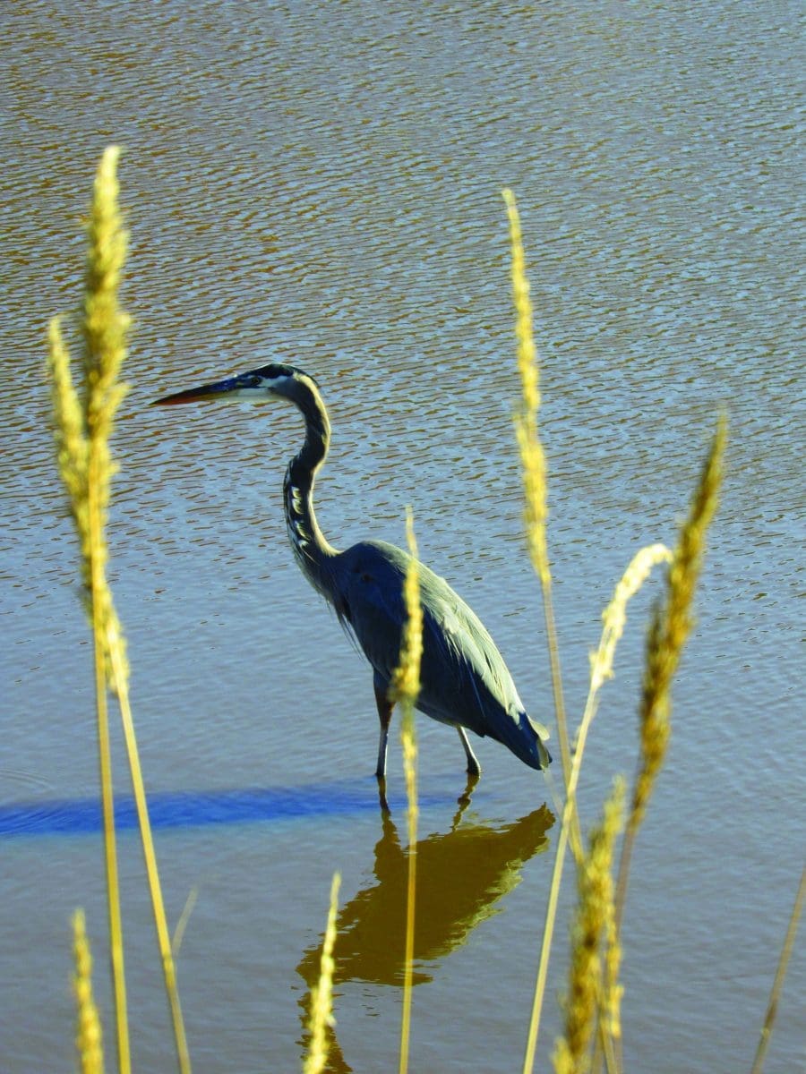 Chesapeake Bay, Coastal Virginia