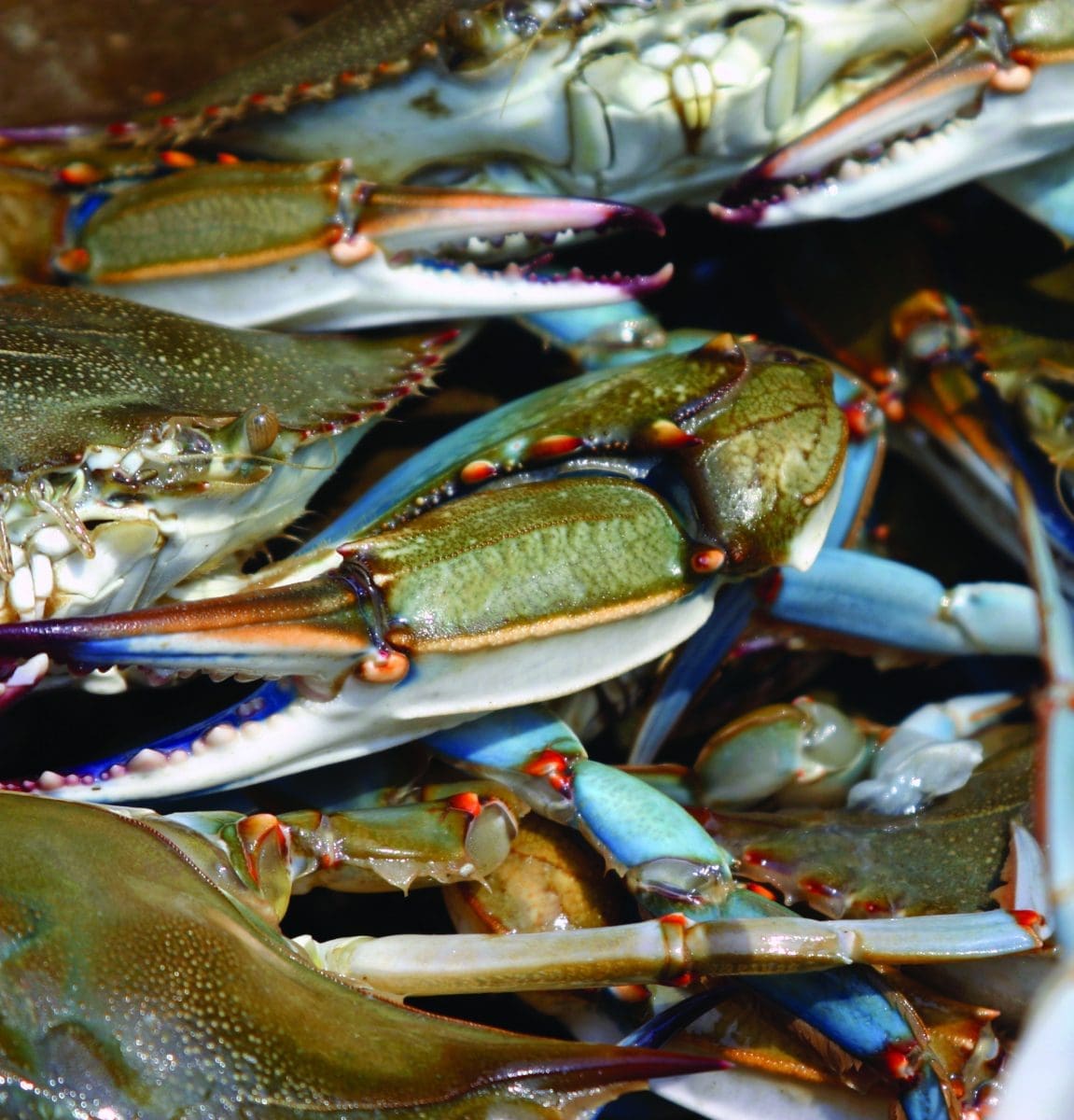 Seafood, Coastal Virginia