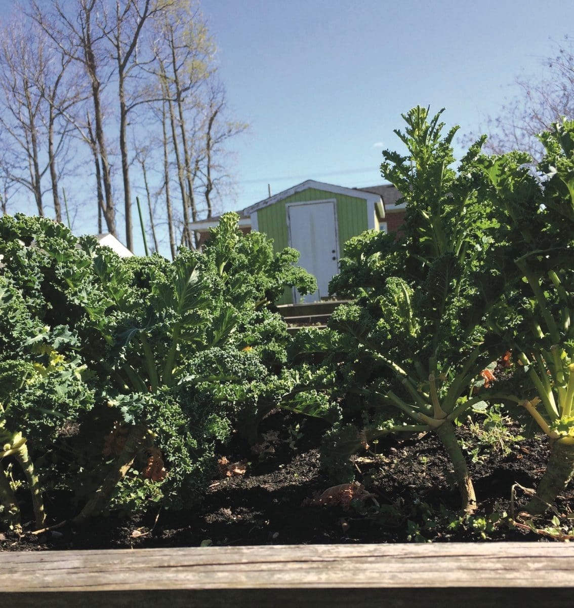 Croc's Virginia Beach, restaurants with gardens