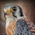 A close-up of an American kestrel with blue-gray wings, rusty-orange back, and a large dark eye against a blurred brown background.
