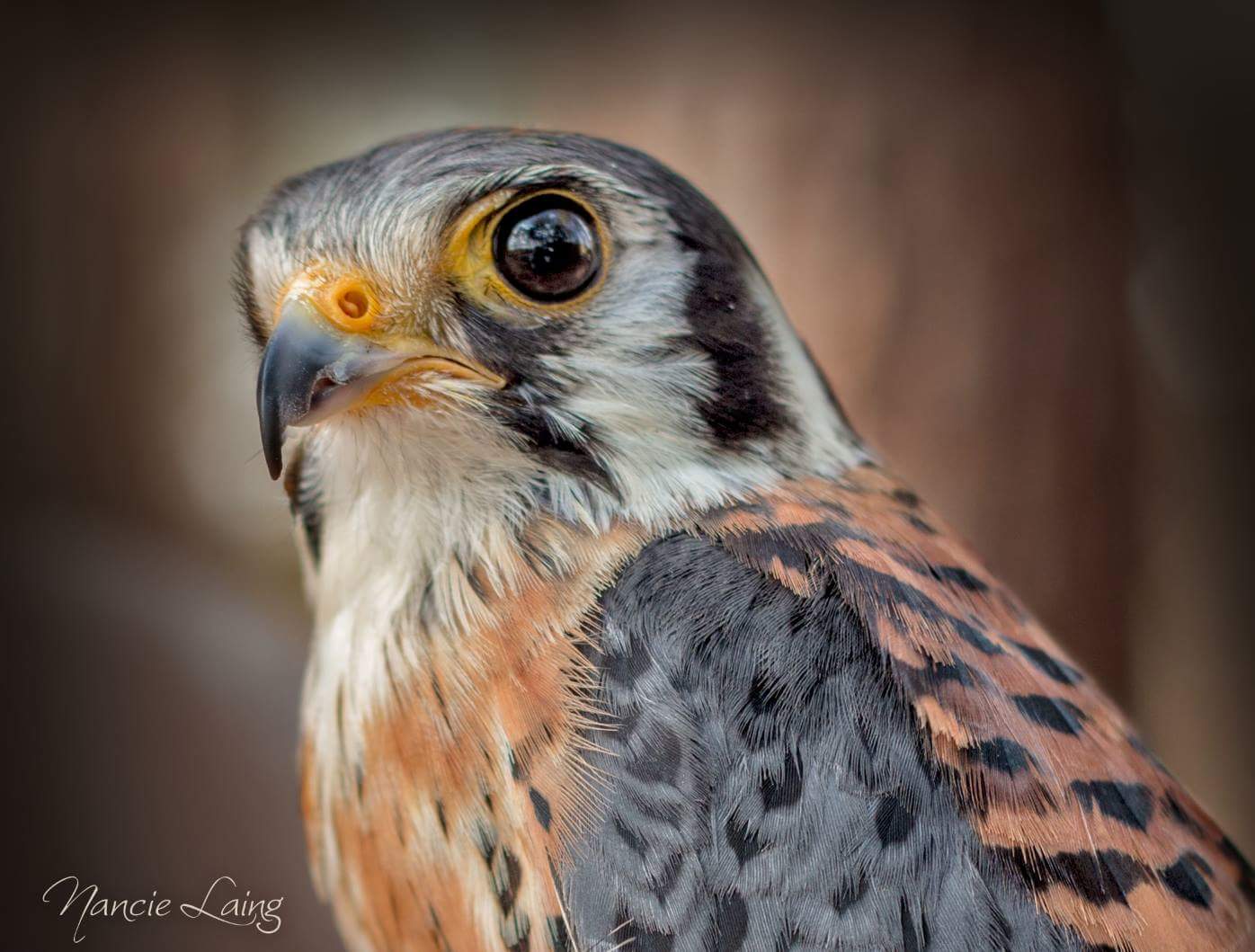 kestrel