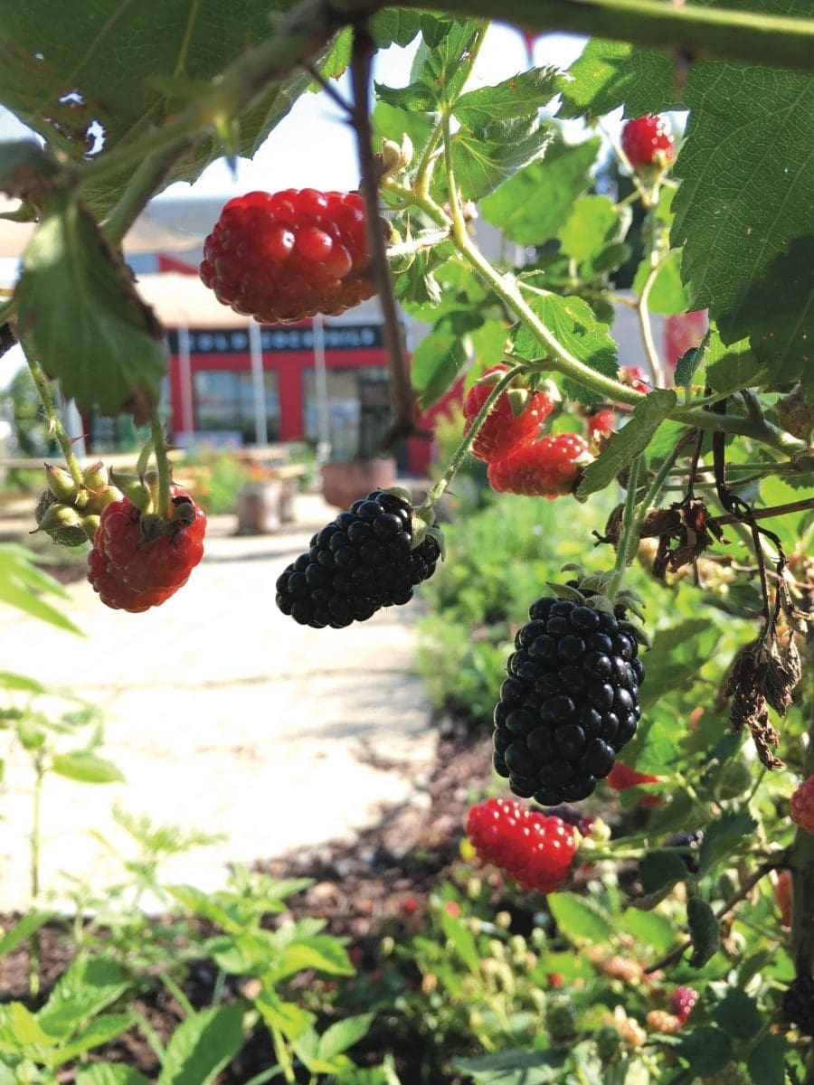 Toast Norfolk, restaurants with gardens