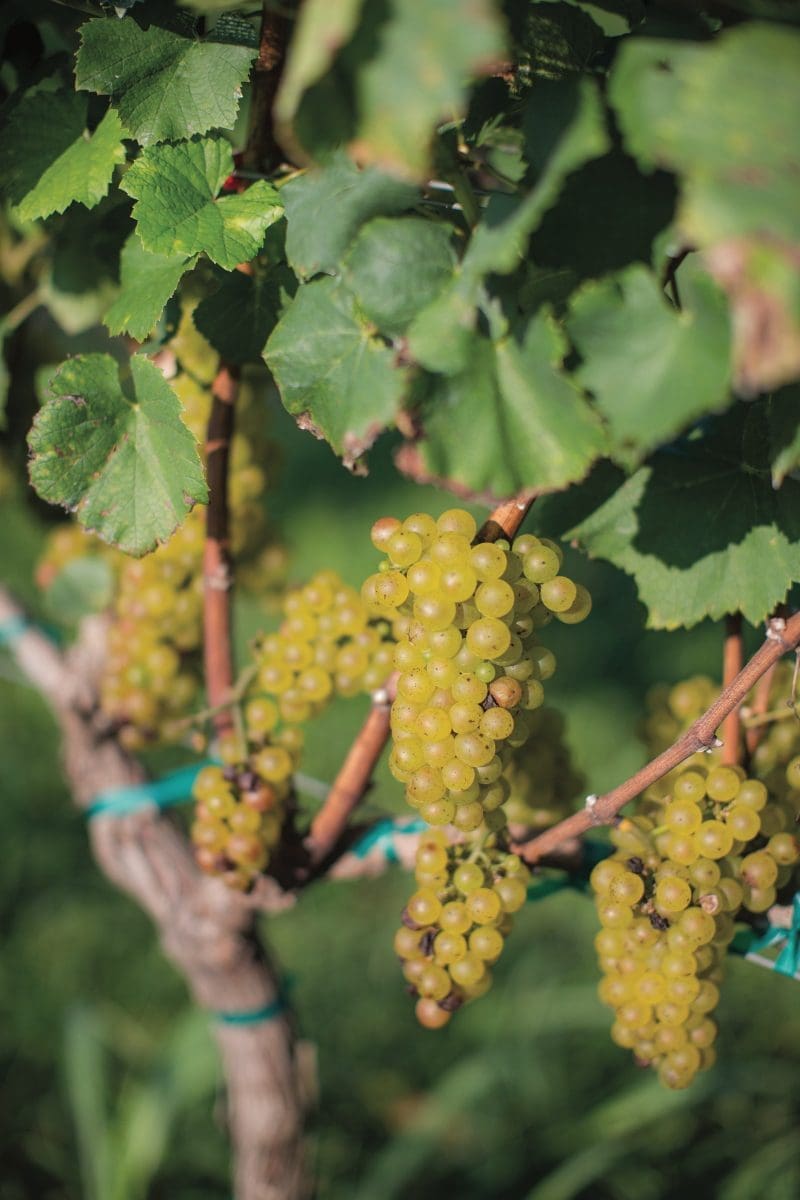 Williamsburg Winery grape cluster