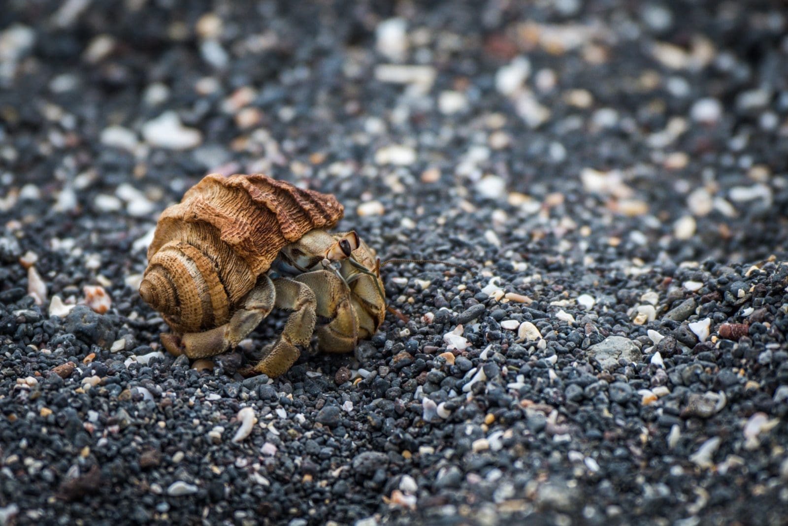 mid-atlantic hermit crab challenge