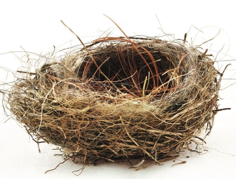 An empty bird's nest woven from dry grasses, twigs and fine fibers, shown against a white background.