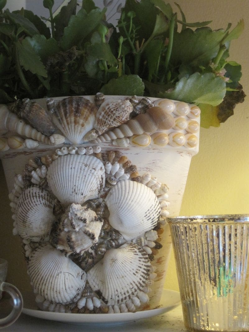 Seashell flower pots diy