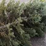 End of Christmas. Old discarded christmas tree.