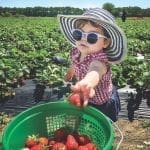 A toddler in a striped sun hat and polka-dot sunglasses picks a strawberry into a green basket in a field.