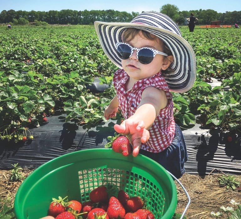 A toddler in a striped sun hat and polka-dot sunglasses picks a strawberry into a green basket in a field.