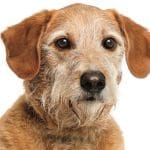 Crossbreed in front of white background