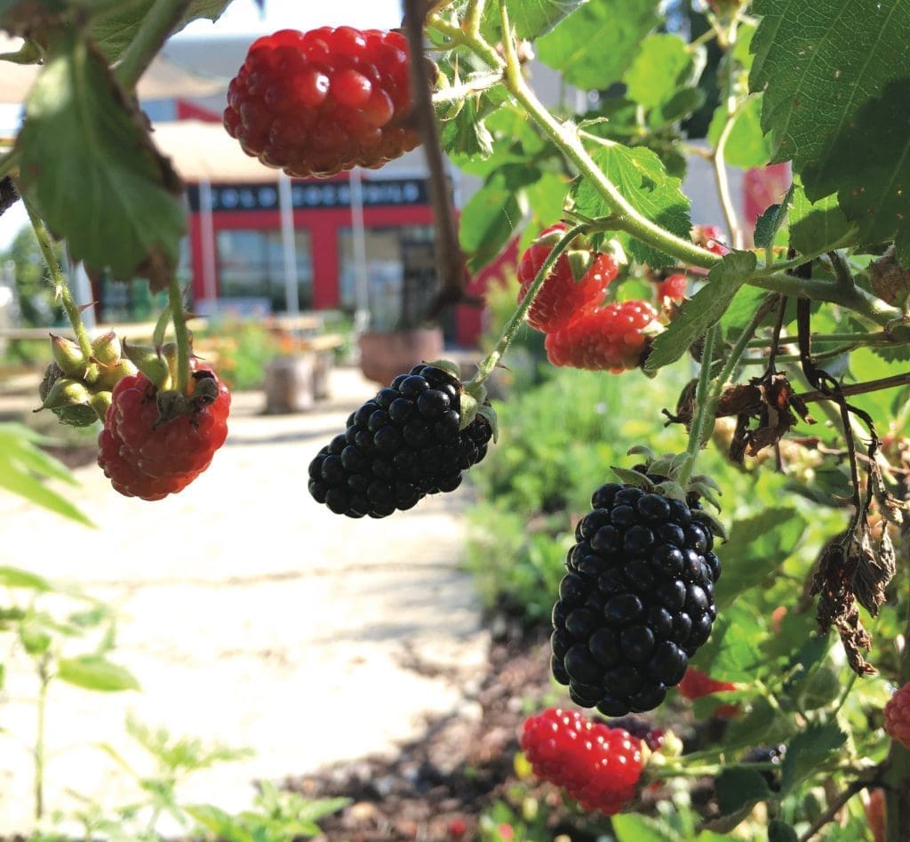 Ripe red and black blackberries hang from a bush beside a gravel path, with a red-fronted building behind.