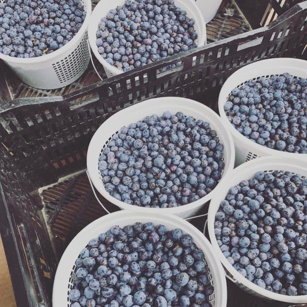 White buckets filled with freshly picked blueberries sit in a dark plastic crate.