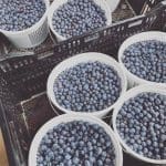 White buckets filled with freshly picked blueberries sit in a dark plastic crate.