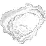 A hand-drawn black-and-white line sketch of an open oyster shell on a white background.