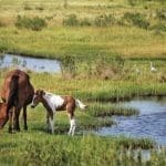 assateague ponies