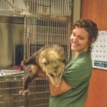 A smiling woman in a green polo holds an opossum in front of stainless steel animal cages and a wall calendar.